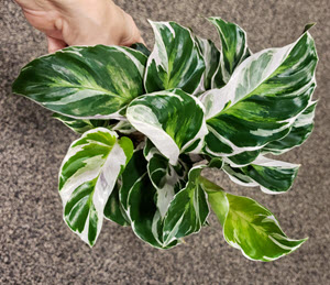 2" Calathea Fusion White